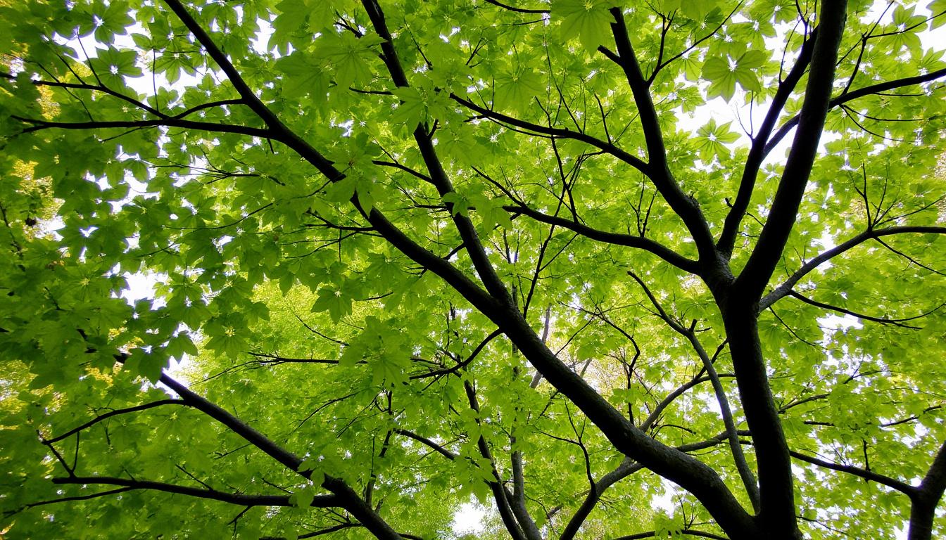 découvrez tout sur l'érable sycomore : ses feuilles caractéristiques, ses graines et son habitat naturel. un guide complet pour mieux connaître cet arbre majestueux.
