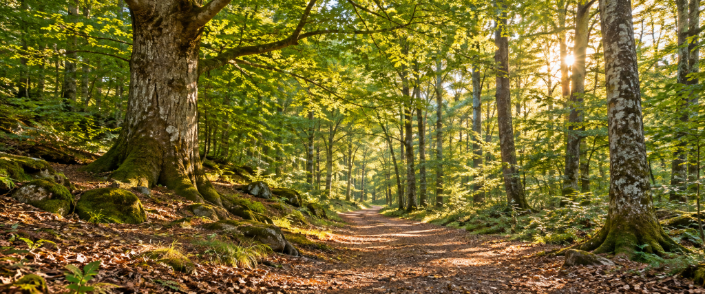 Forêt des Andaines dans l’Orne