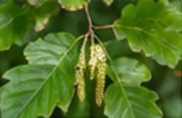 Aulne glutineux (Alnus glutinosa)