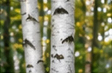 Bouleau verruqueux (Betula pendula)