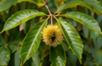 Châtaignier (Castanea sativa)