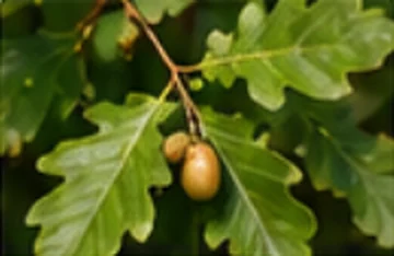 Chêne pédonculé (Quercus robur)