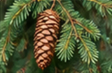 Douglas (Pseudotsuga menziesii)
