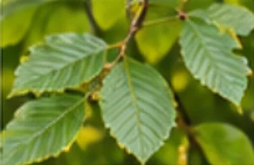 Hêtre commun (Fagus sylvatica)