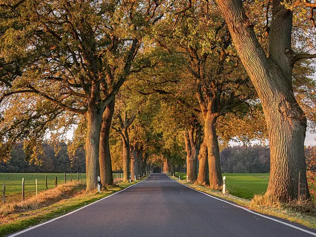Allée de chênes pédonculés au feuillage roux en automne