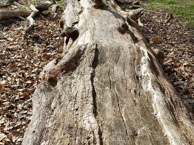 Tronc de chêne mort couché au sol dans une forêt