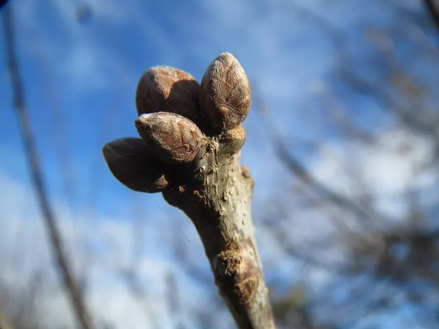 Bourgeons groupés à l’extrémité d’un rameau de chêne en hiver