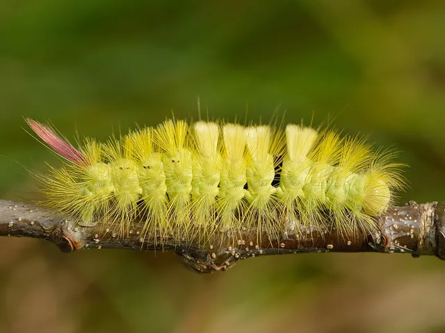Chenille velue de la pudibonde sur un rameau de chêne