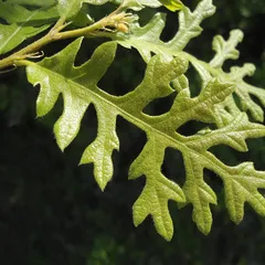 Feuille de chêne chevelu aux lobes étroits et pointus