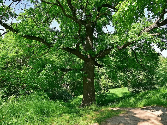 Vieux chêne pédonculé au feuillage vert dense en été