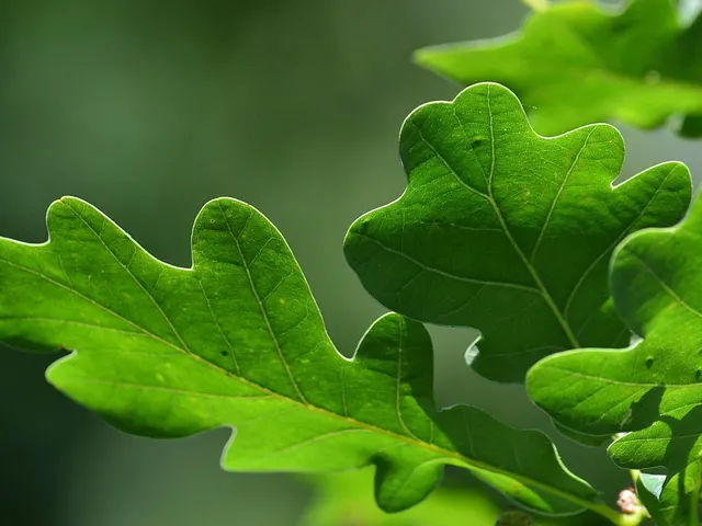 Rameau de chêne pédonculé avec ses feuilles lobées