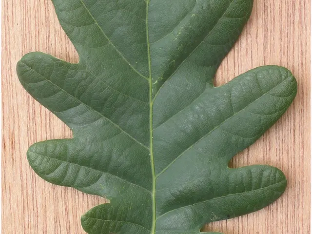 Feuille lobée de chêne pédonculé avec ses deux petites oreillettes à la base