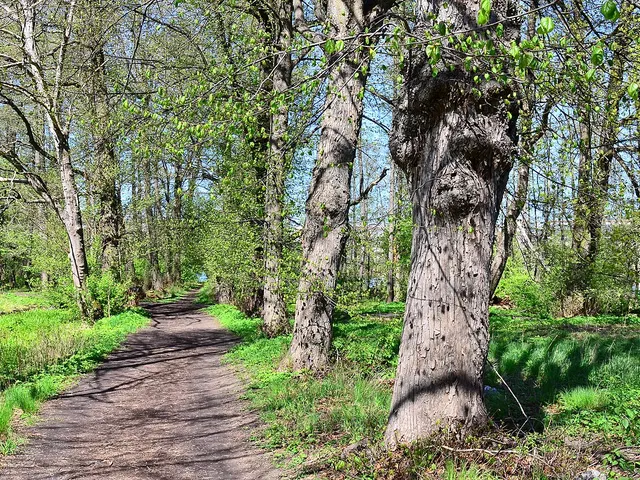 Sentier forestier bordé de vieux chênes au printemps