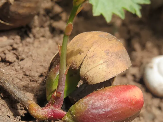 Gland de chêne en germination au sol