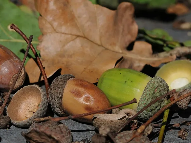Glands mûrs de chêne pédonculé avec leurs cupules et leurs pédoncules