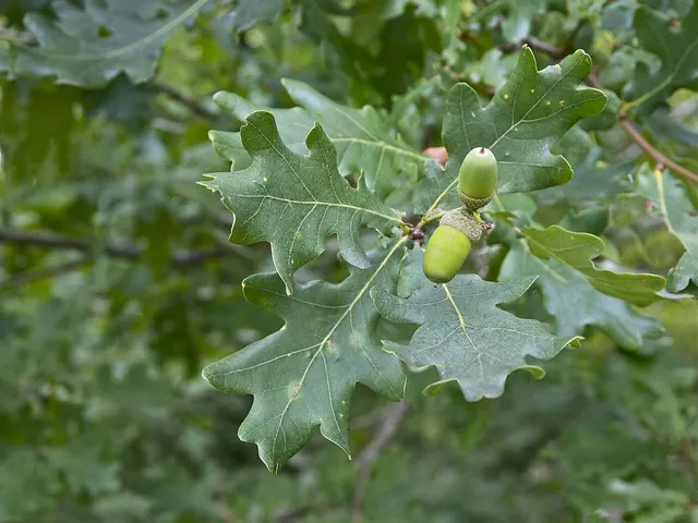 Glands verts de chêne pédonculé parmi les feuilles lobées