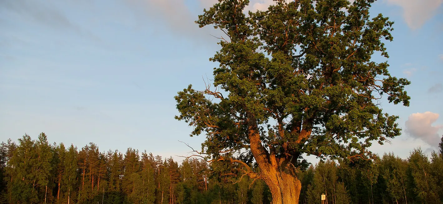 Grand Châtaignier pédonculé isolé dans une prairie, éclairé par le soleil du soir