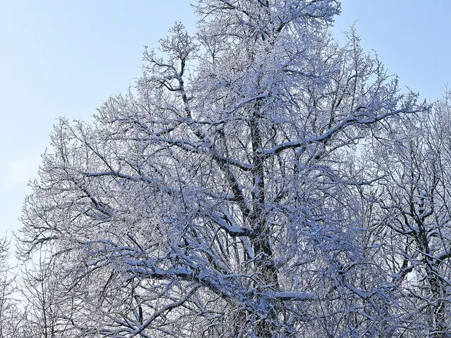 Chêne pédonculé couvert de givre en hiver