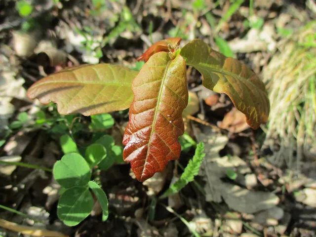 Jeune plant de chêne aux premières feuilles