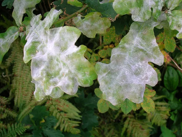 Feuilles de chêne couvertes d’un feutrage blanc d’oïdium