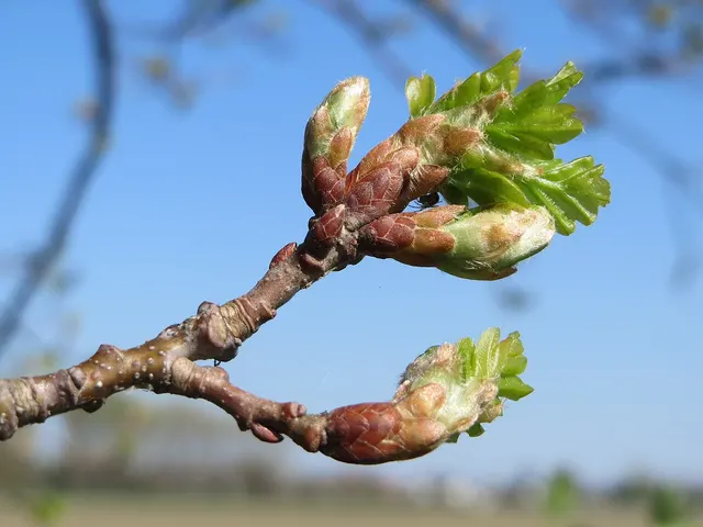 Débourrement et jeunes feuilles de chêne au printemps