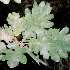 Feuilles de chêne pubescent au revers duveteux