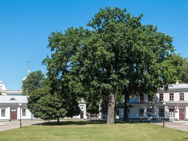 Chêne pédonculé adulte au large houppier dans un parc
