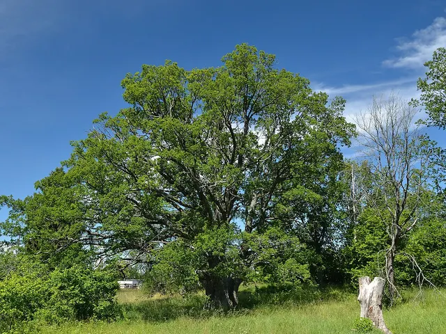 Silhouette d’un chêne pédonculé isolé au houppier large et arrondi