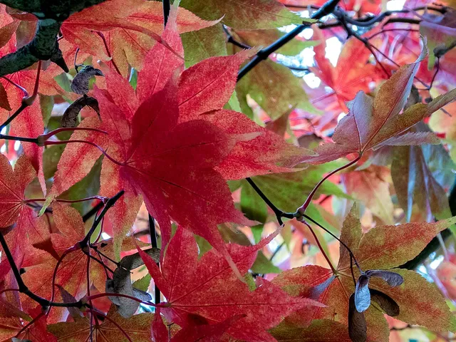 Feuilles rouges d’un érable du Japon en automne