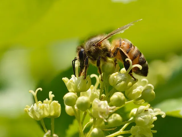 Abeille butinant des fleurs d’érable