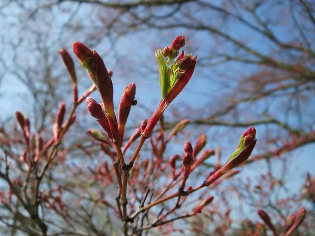 Rameaux fins et bourgeons opposés d’un érable du Japon au printemps