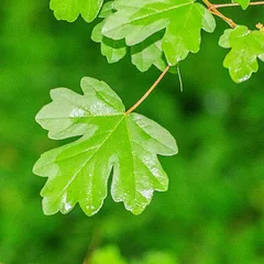 Feuille d’érable champêtre