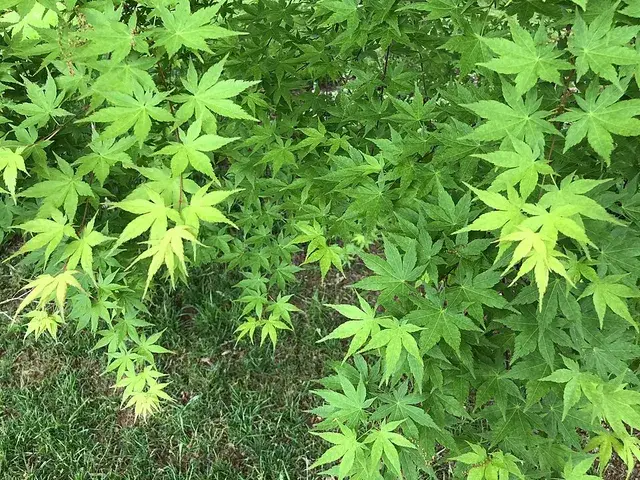 Feuillage vert dense d’un érable du Japon