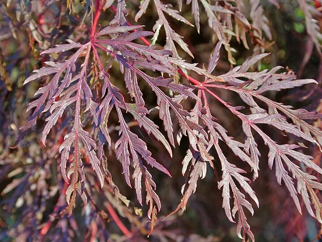 Feuillage finement découpé du cultivar Acer palmatum var. dissectum ‘Inaba-shidare’
