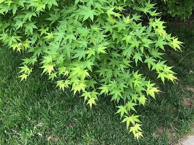Jeunes feuilles palmées vertes d’un érable du Japon