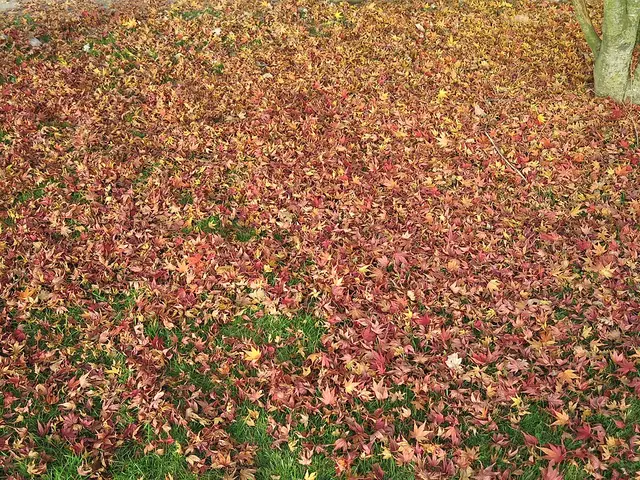 Feuilles mortes d’érable du Japon couvrant le sol