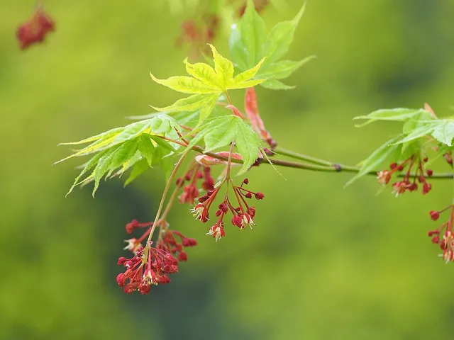 Petites fleurs rougeâtres de l’érable du Japon en bouquets