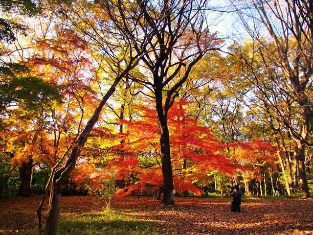 Érables du Japon aux couleurs d’automne dans un bois au Japon