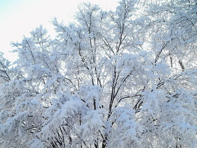 Érable du Japon sous la neige en hiver
