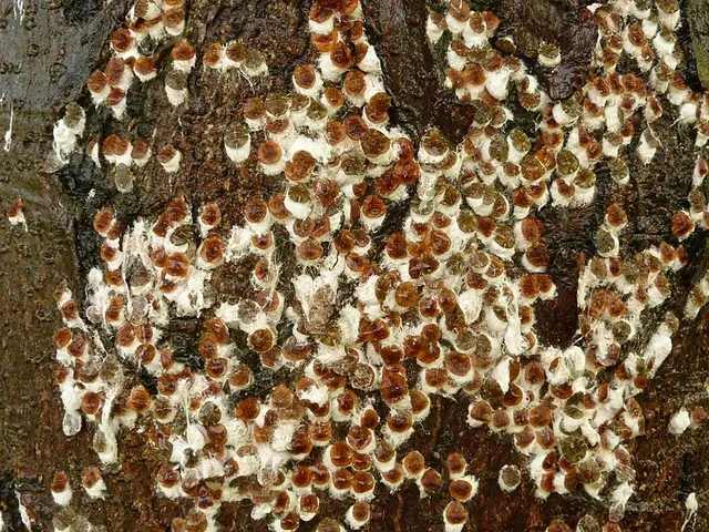 Cochenilles installées sur l’écorce d’un érable
