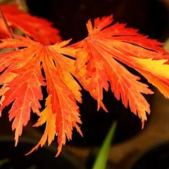 Feuilles d’Acer japonicum
