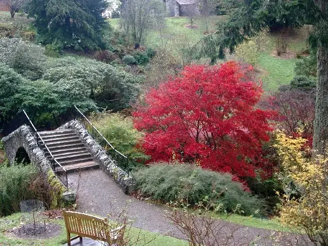 Érable du Japon rouge dans un jardin en automne