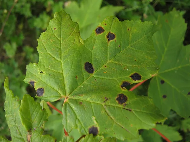 Taches noires de champignon sur une feuille d’érable