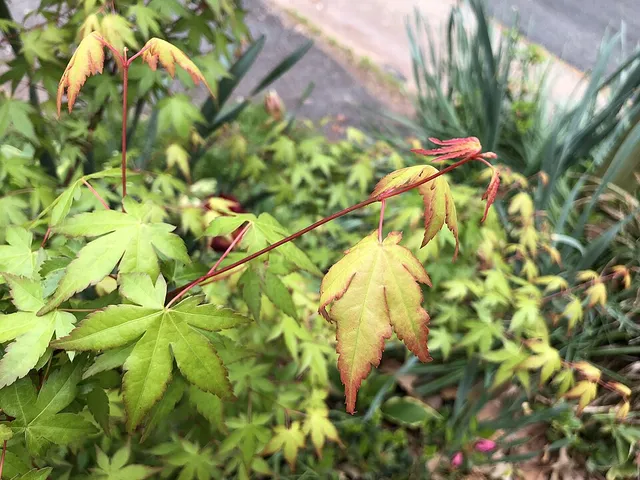 Jeunes feuilles d’érable du Japon au printemps