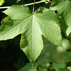 Feuille d’érable sycomore